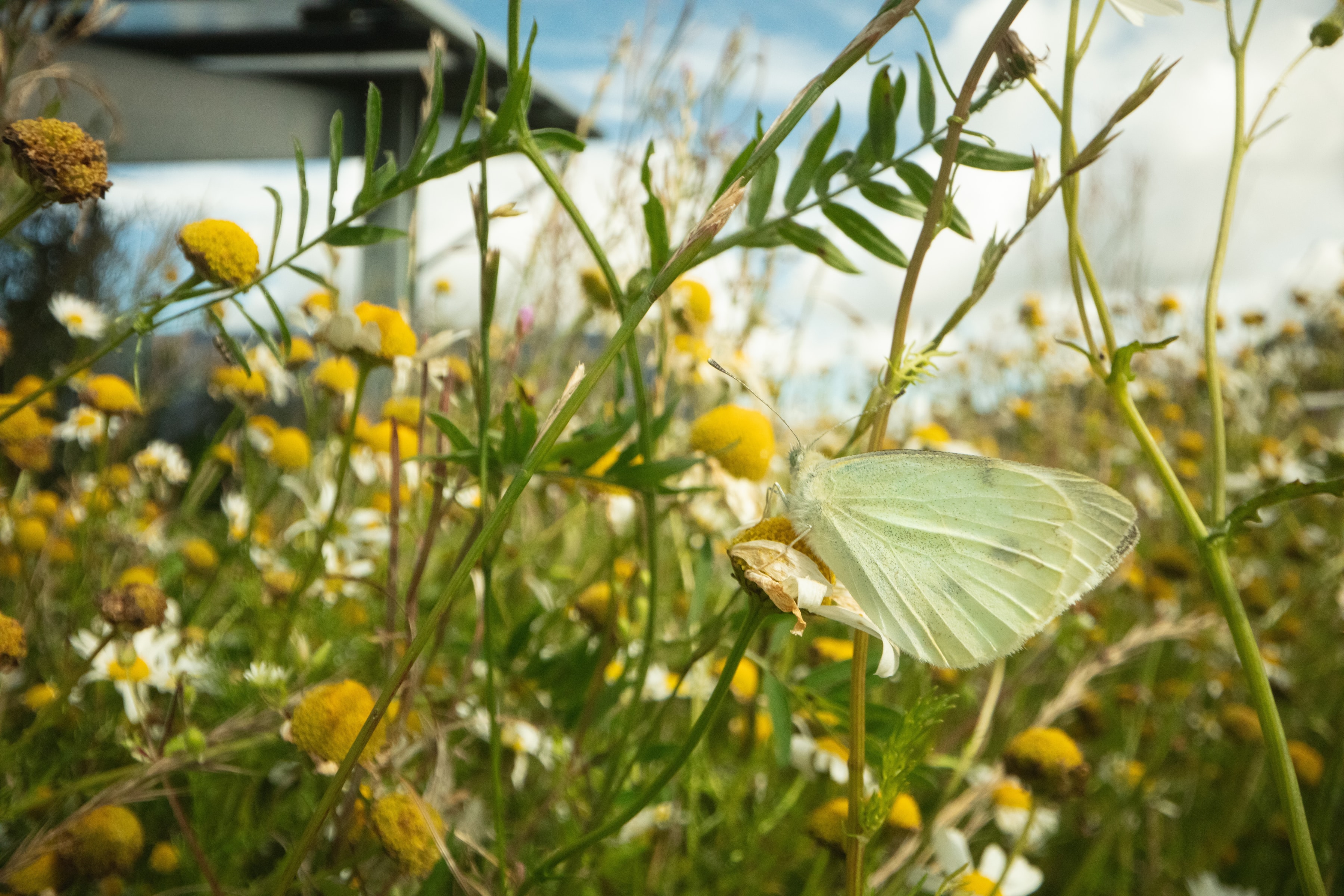 Solar panel, grass and butterfly