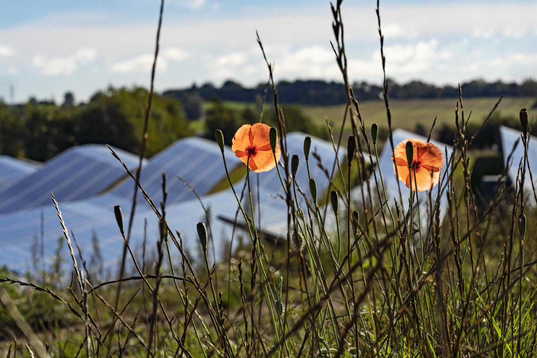 Image of wild flowers with curved solar panels in the background