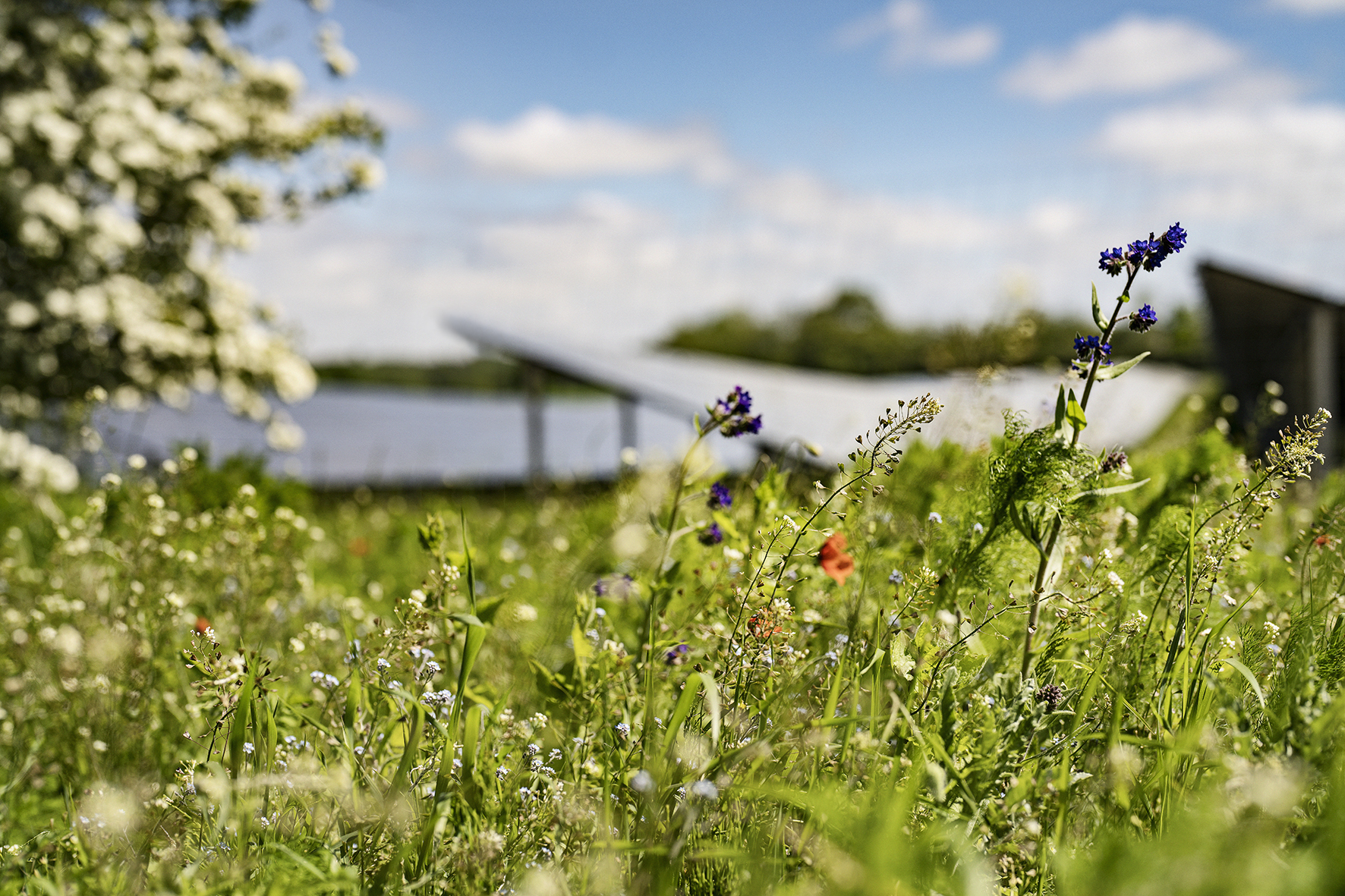Flowers in front of solar panels