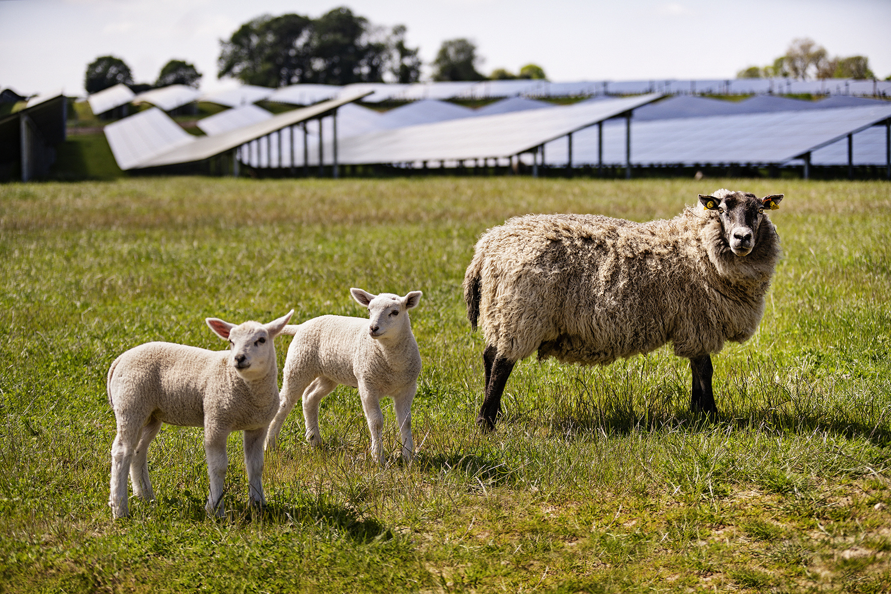 Sheep