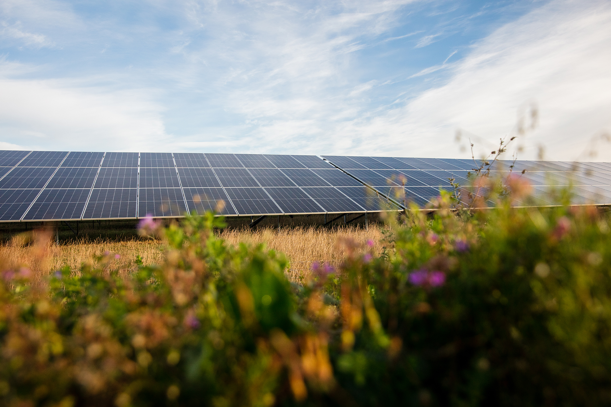 Image of a solar park with flowers in the front of the image.