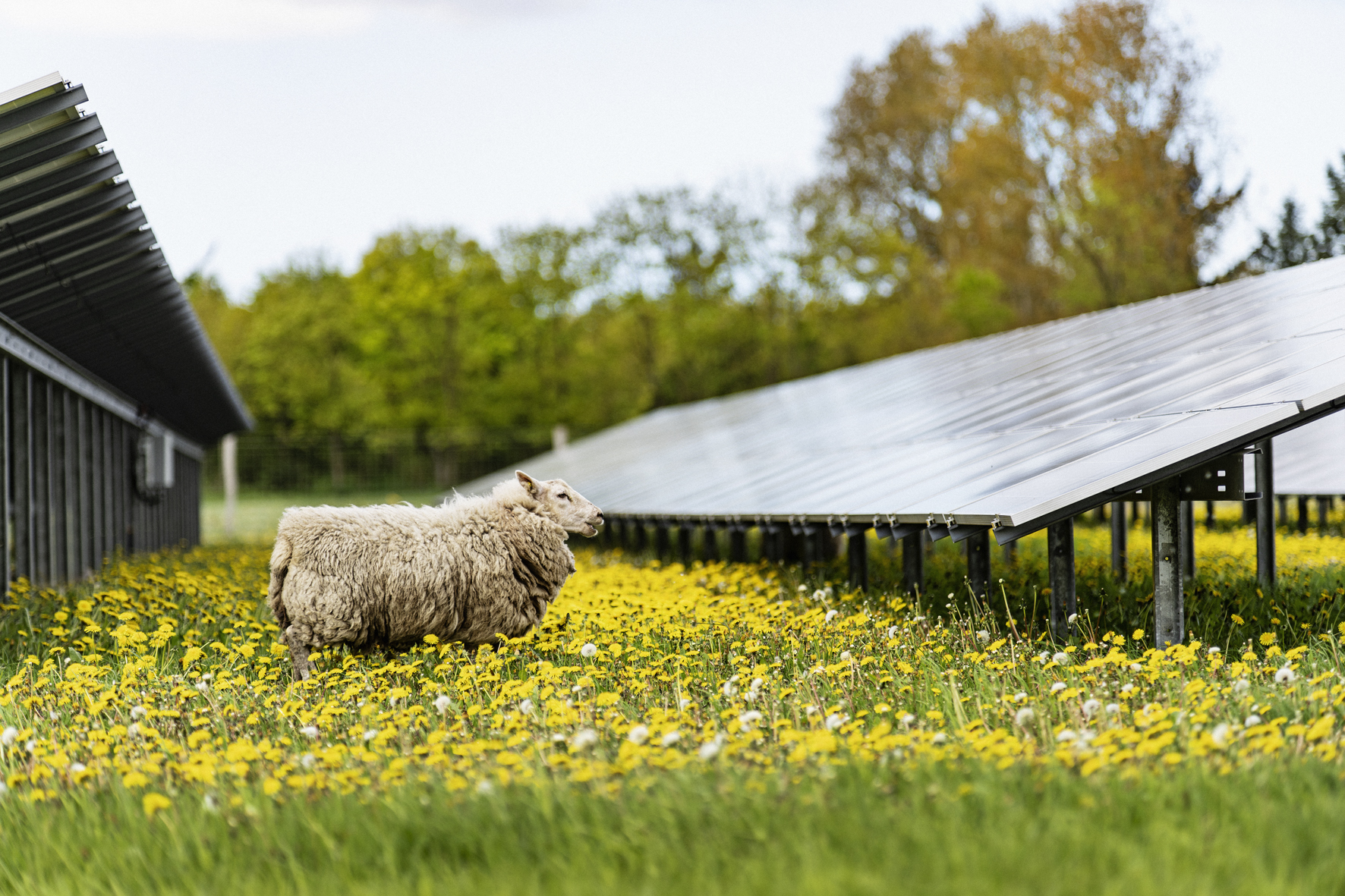 Image of sheep in a solar park grazining yellow flowers