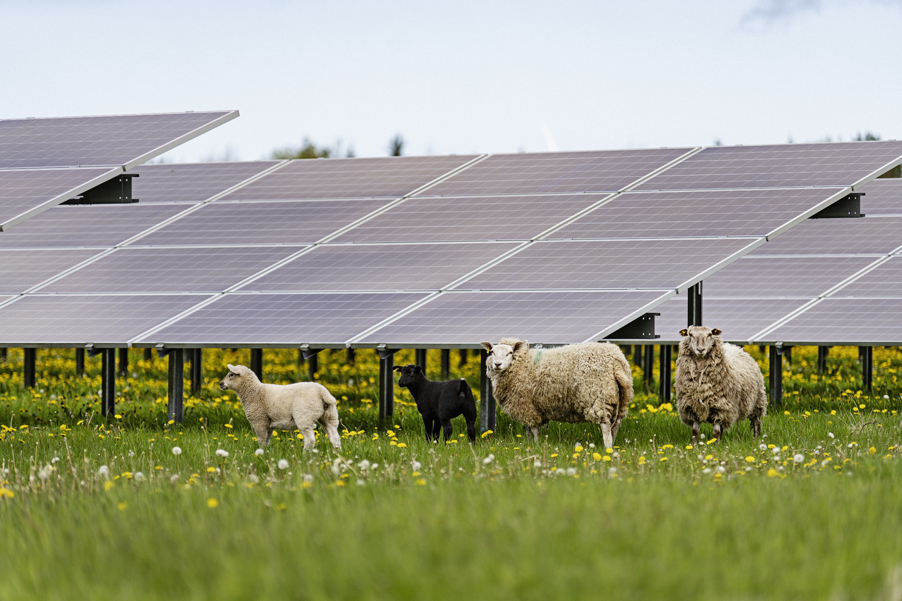 Image of sheeps in a solar park in daylight