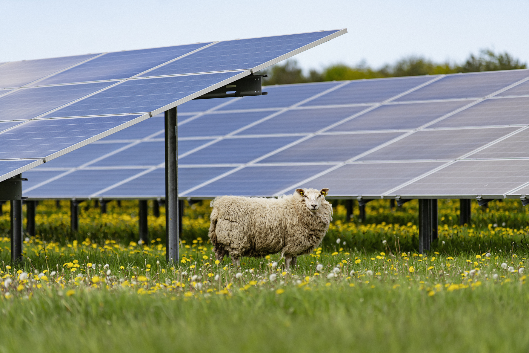 Image of sheep on grass with solar panels in the background