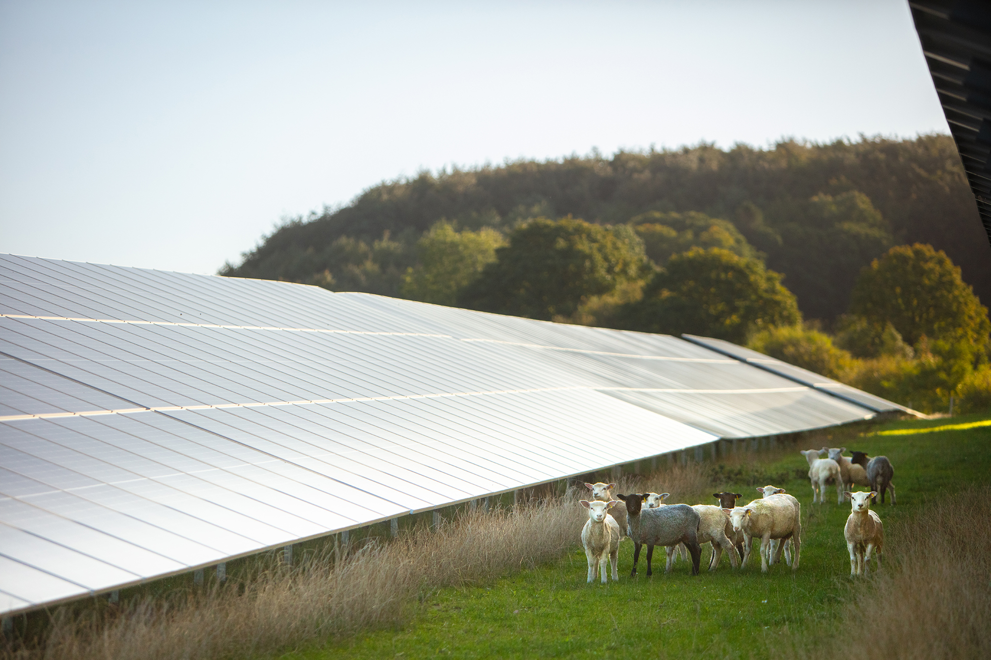 Image of sheeps walking in a solar park