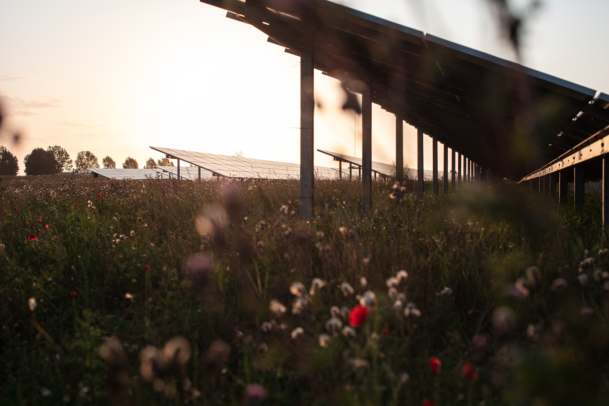 Image of wild flowers with solar panels in the background
